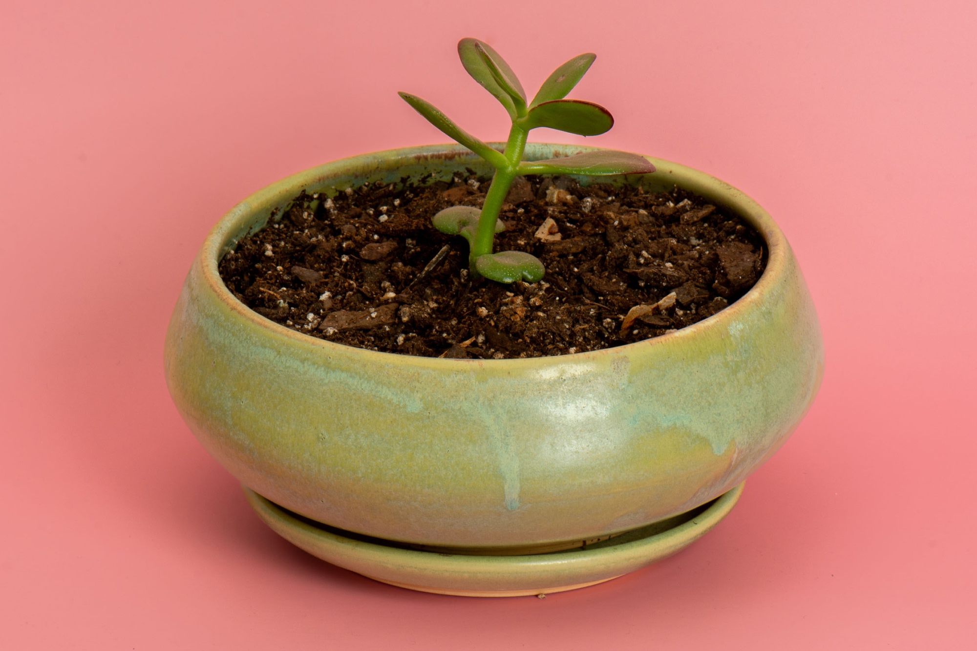 Green Planter